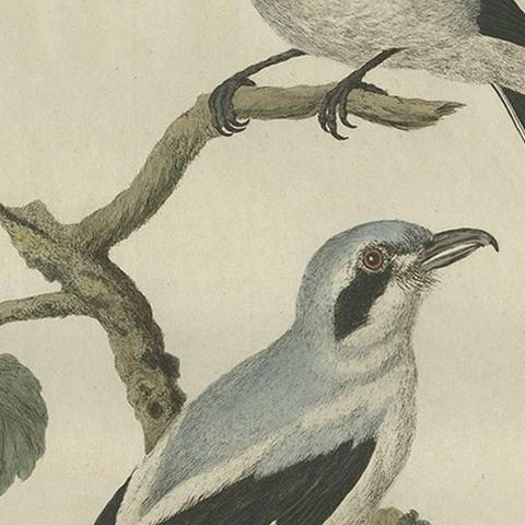 Antique Bird Print of the Great Grey Shrike by Sepp & Nozeman, 1789, close-up 1