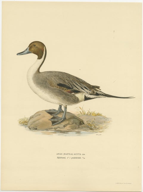 Sleek Elegance: The Northern Pintail by Magnus von Wright, Published in 1929, view 2