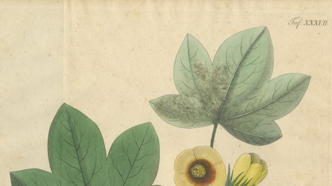 Antique Cotton Botanical Print, Gossypium Herbaceum, c.1831, close-up 2