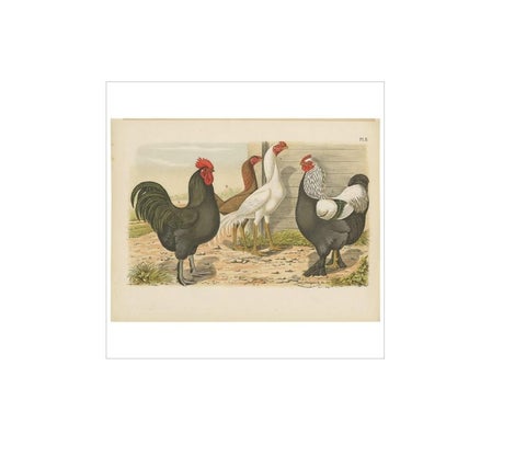 Antique Bird Print of various Roosters and Chickens (1886), view 2