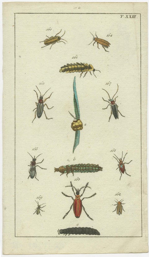 Small and Rare Natural History Prints Featuring Insects and Plants, 1832, view 5