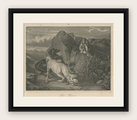 Original Antique Print of Lion Sneaking Up on Horses, shown framed
