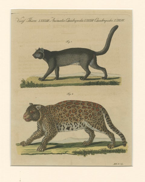 Antique Jaguar & Jaguarundi Engraving, Bertuch, 1813, close-up 1