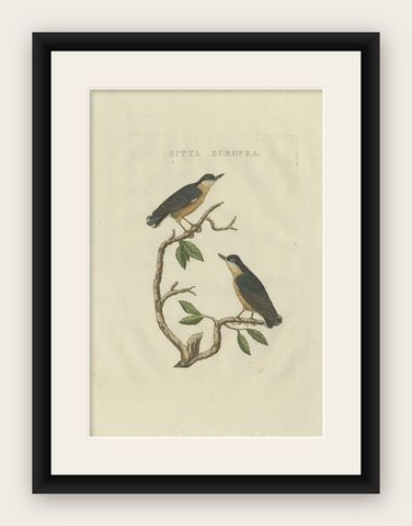 Antique Bird Print of the Eurasian Nuthatch by Sepp & Nozeman, 1829, shown framed