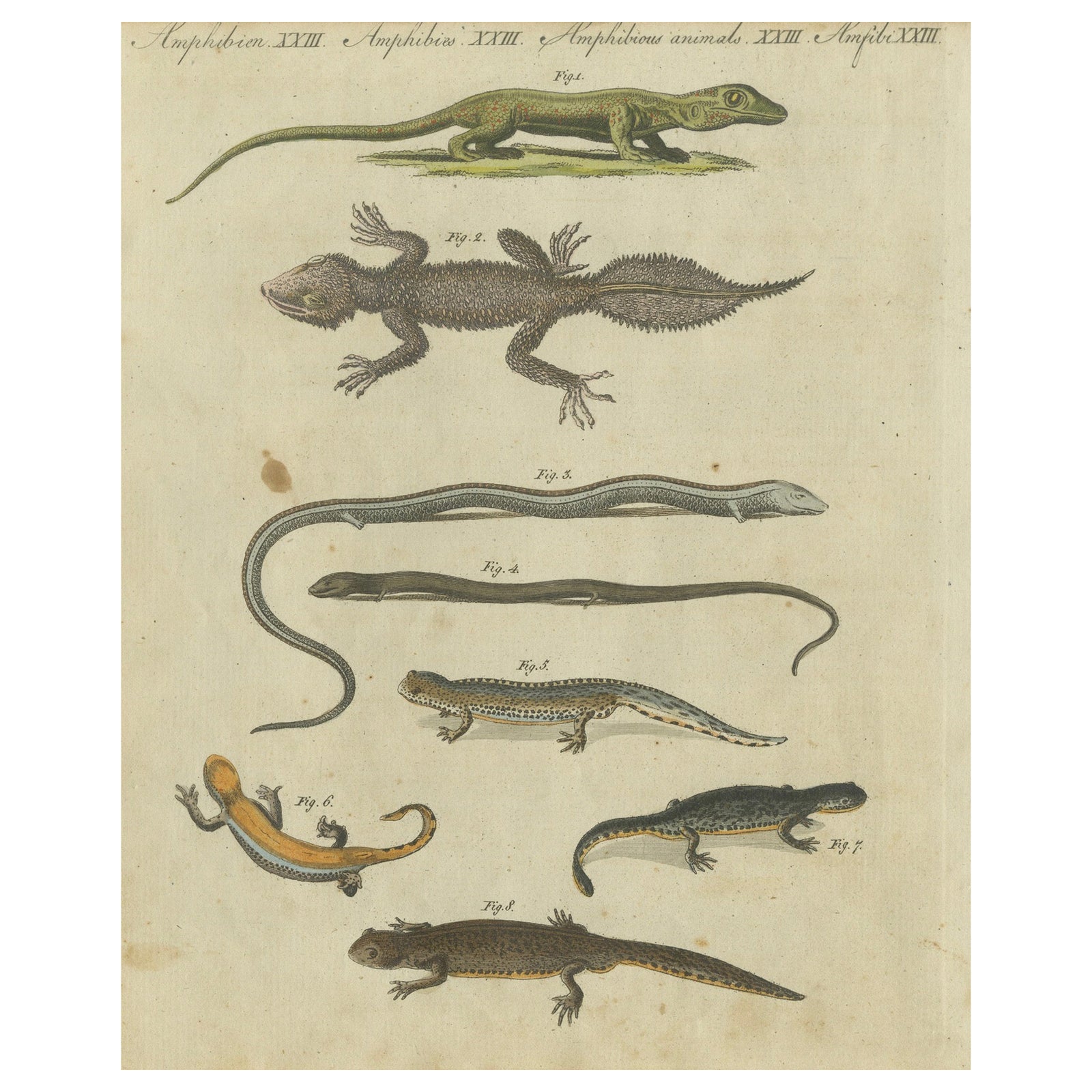Fascinating 1805 Hand-Colored Engraving of Amphibians and Reptiles