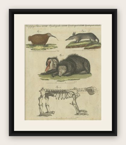 Intriguing 1805 Hand-Colored Engraving of Unique Mammals and Skeleton, shown framed