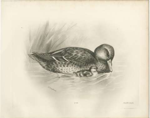 Wild Duck (Female) with Duckling, Plate CLXX after Lilian Medland, c. 1909, view 2