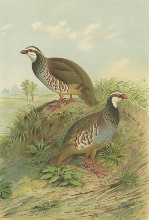 Red-Legged Partridge Pair, Antique Bird Chromolithograph, Caccabis Rufa c.1880, close-up 2