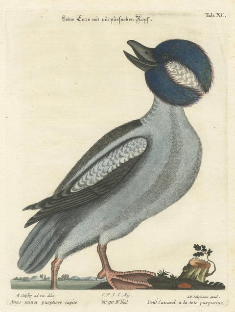 Hand-Colored Engraving of the Little Duck with a Purple Head by Seligmann, c1770, close-up 4
