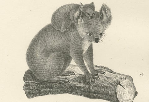 Rare 19th-Century Lithograph of Exotic Marsupials: Koala, Wombat & Phalanger, close-up 4
