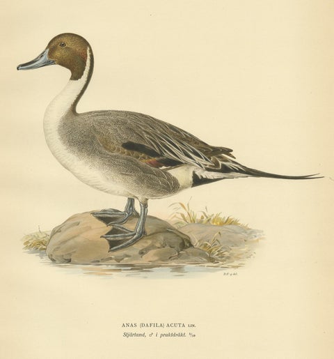 Antique Bird Print of the Northern Pintail by Von Wright '1929', view 4