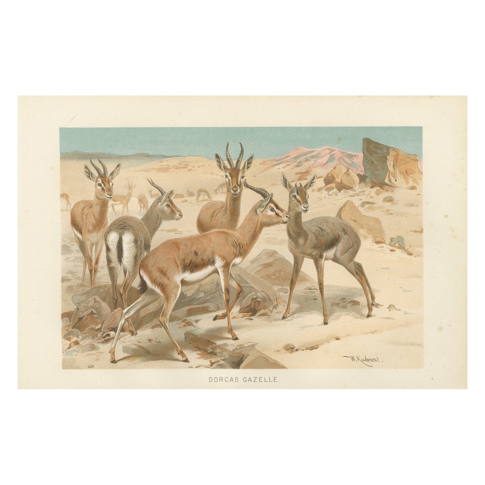 Dorcas Gazelle, Antique Desert Antelope Chromolithograph, 1894