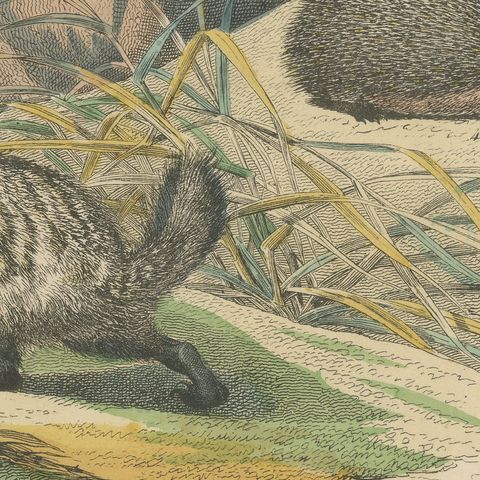 Antique Polar Bear Print with Bats, Hedgehog and Wolverine, Kolb, circa 1890, close-up 4