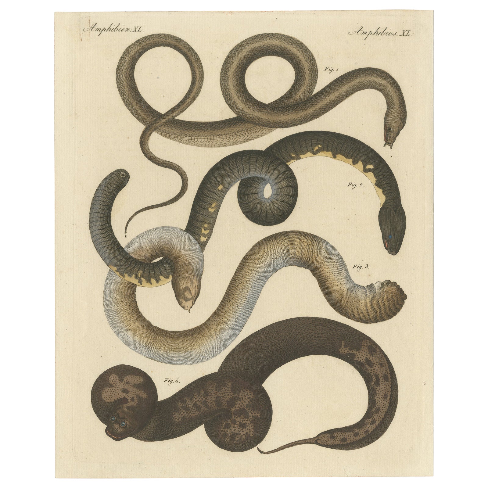 Original Antique Print of Various Snakes and Caecilian Species