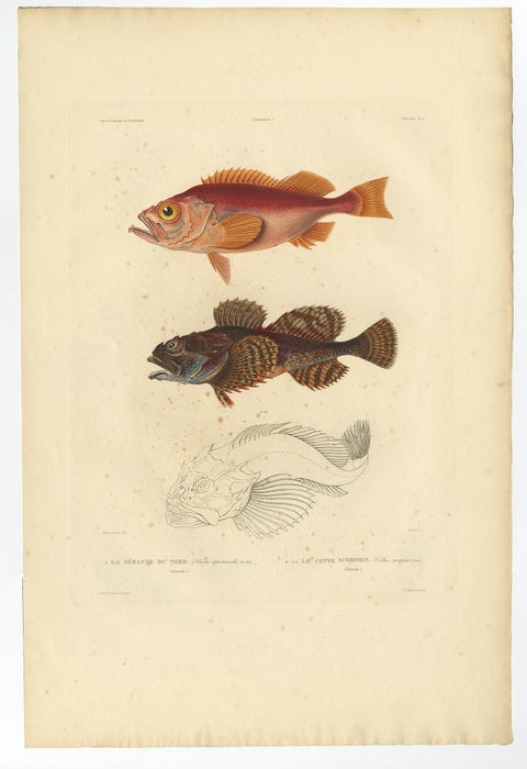 Antique Ichthyology Print, Norway Redfish & Sculpin from Gaimard, 1842, view 3