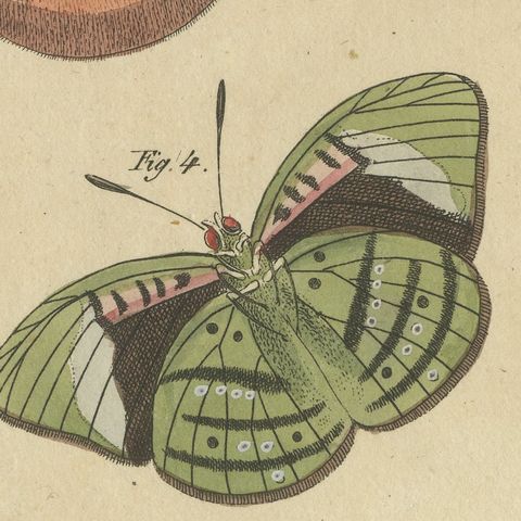 Exotic Butterflies and Saturniid Moth, Antique Bertuch Print, Vienna, circa 1815, close-up 4