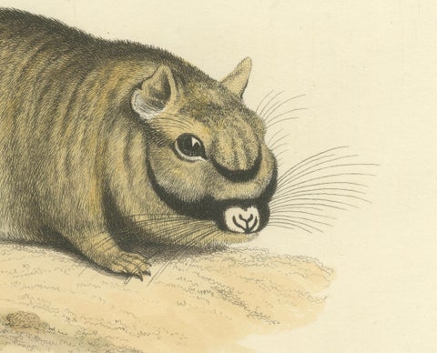 Original Antique Print of Marmot Diana, an unknown variety of a Groundhog, 1824, close-up 2