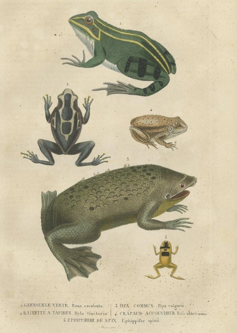 Old Hand-Colored Print Showing Different Frog Species, close-up 1