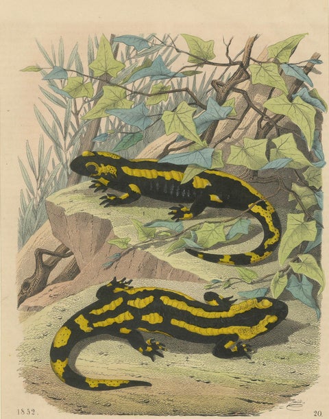 Hand-Colored Lithograph of Fire Salamanders –A Natural History Illustration 1852, close-up 3