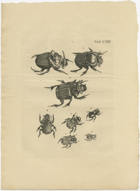 Set of 5 Antique Prints of various Beetles, view 4