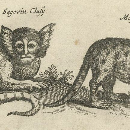 Antique Engraving Showing Animals of the Guenon & Armadillo Species, 1657, close-up 2