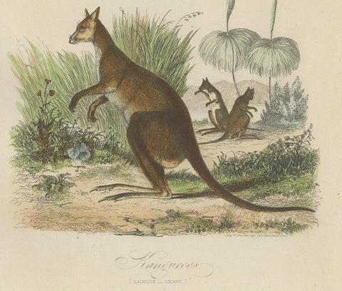 Decorative Antique Handcolored Print of Two Kangaroos in Australia, 1854, close-up 2