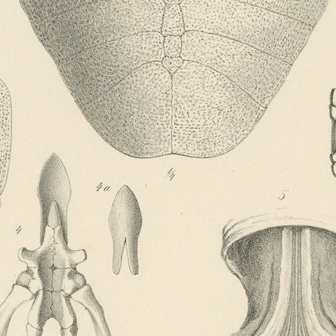 Antique Print of the Zambezi Flapshell Turtle, close-up 2