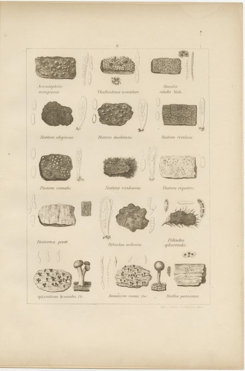 Antique Lichen Prints Set of 6, German Botanical Lithographs 1874, view 6
