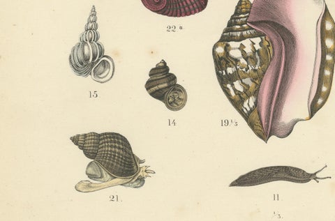 Molluscs & Marine Invertebrates Print: Octopus, Slug, Snails, Conch, 1867, close-up 3