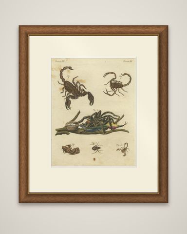 Goliath Bird-Eating Spider and Scorpions: Hand-Colored Engraving, 1792, shown framed