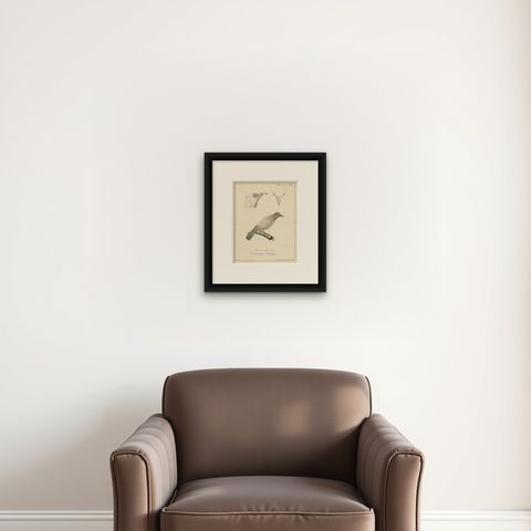 The Bald-Like Snapping Bird on a Hand-Colored Lithograph, circa 1820, shown framed on a wall
