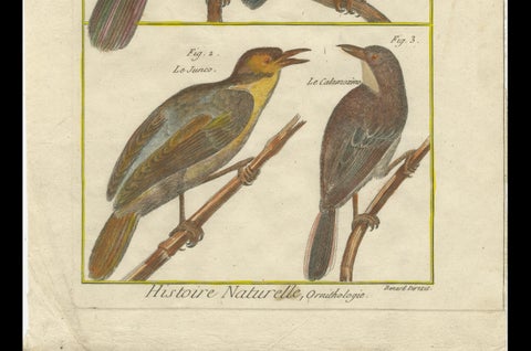Hand-Colored Engraving of European & Exotic Birds from Histoire Naturelle, 1790, close-up 3