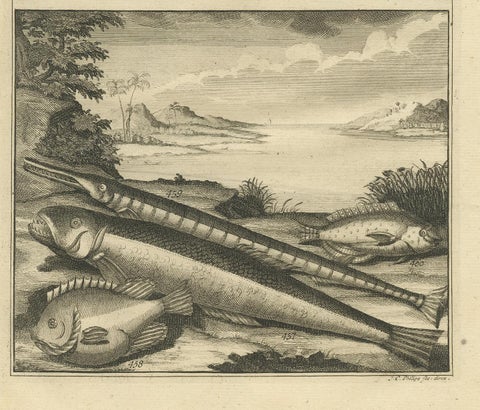 Antique Print of Fish Species 'no. 449' by Valentijn '1726', view 4
