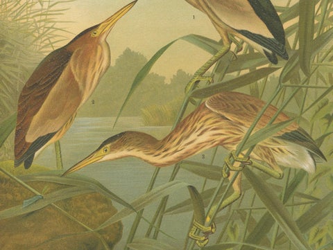 Bitterns in Reeds, Antique 19th Century Bird Chromolithograph of Little Bittern, close-up 2