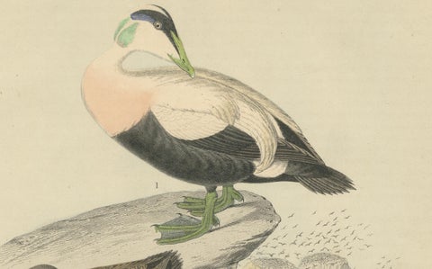 Hand-Coloured Lithograph of Eider Ducks by the Sea: An 1863 Coastal Study, close-up 4