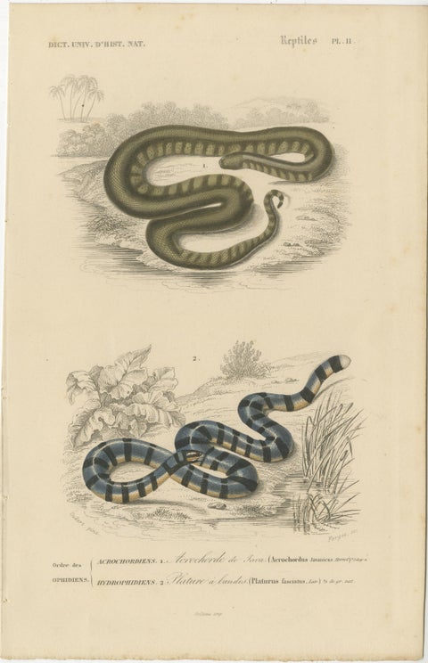 Snake Print of Elephant Trunk Snake and Sea Krait, c.1850, Orbigny, view 2