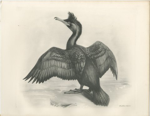 Crested Shag Drying Its Wings on a Rock after Lilian Medland, c. 1909, view 2