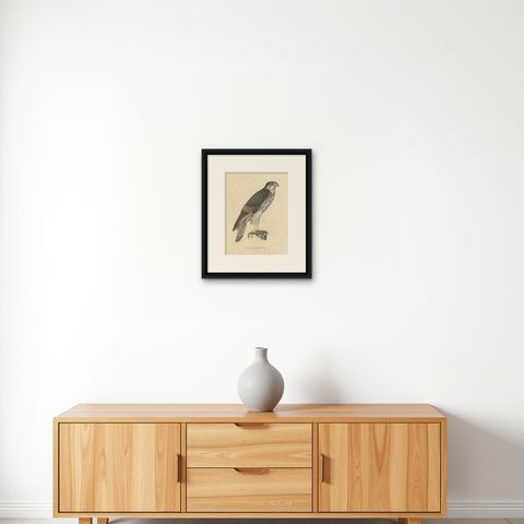 Antique Bird Print of the African Hawk-Eagle, c.1850, shown framed on a wall