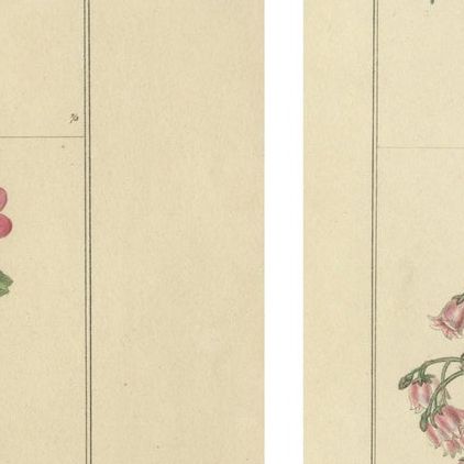 Pair of Hand-Colored Botanical Engravings of Garden Flowers, London 1828, close-up 1