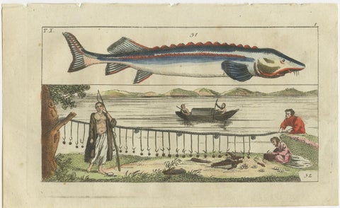 Set of 4 Antique Fish Prints - Beluga Sturgeon - Pollock - Atlantic Cod, view 2