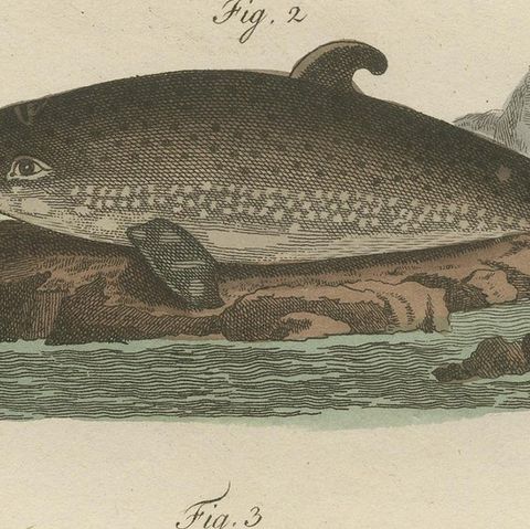 Hand Colored Engraving of a Harbour Porpoise and Other Marine Life, close-up 2
