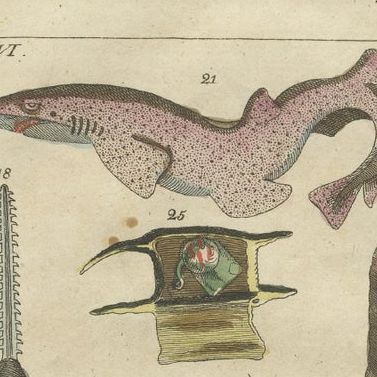 Set of 3 Antique Fish Prints, White Shark, Sawfish, Catshark, close-up 1