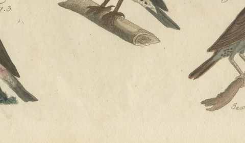 Thrushes, Blackbird and Ring Ouzel, Antique Bertuch Print, Vienna, circa 1805, close-up 2