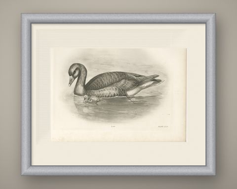 Wild Geese on the Water, Antique Bird Print after Lilian Medland, circa 1909, shown framed