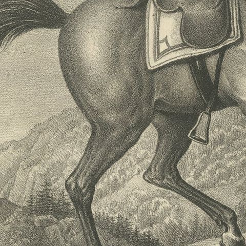 Antique Print of a Swiss Horse, close-up 2