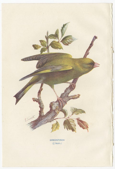 Set of 4 Antique Bird Prints Jay, Redstart, Jackdaw, Greenfinch, '1901', view 5