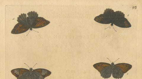 Butterflies on Grasses with Caterpillar, Albin Hand-Colored Engraving, 1720, close-up 1