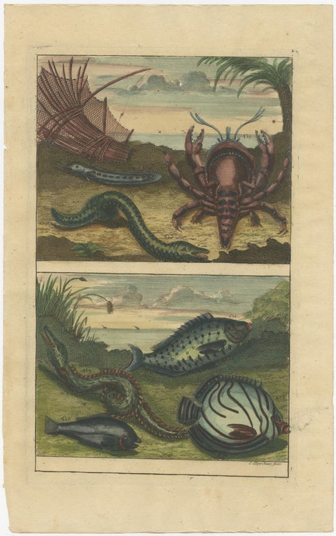Set of 3 Colored Antique Prints of various Fishes and Crustaceans, 1726, view 4