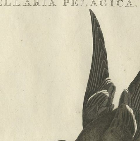 Antique Hand-Coloured Bird Print of the European Storm Petrel, 1797, close-up 1