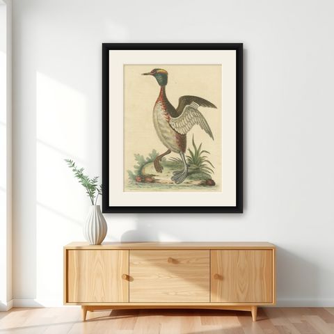Antique Bird Print of a Horned Grebe, shown framed on a wall
